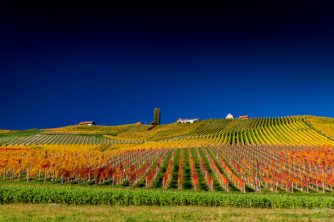 Magic Vineyards